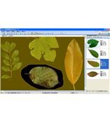 LA-S型植物葉面積、病斑、蟲損、葉色分檔分析儀系統(tǒng)