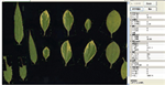 植物葉面積分析儀系統(tǒng)， 野外便攜式植物葉面積分析儀